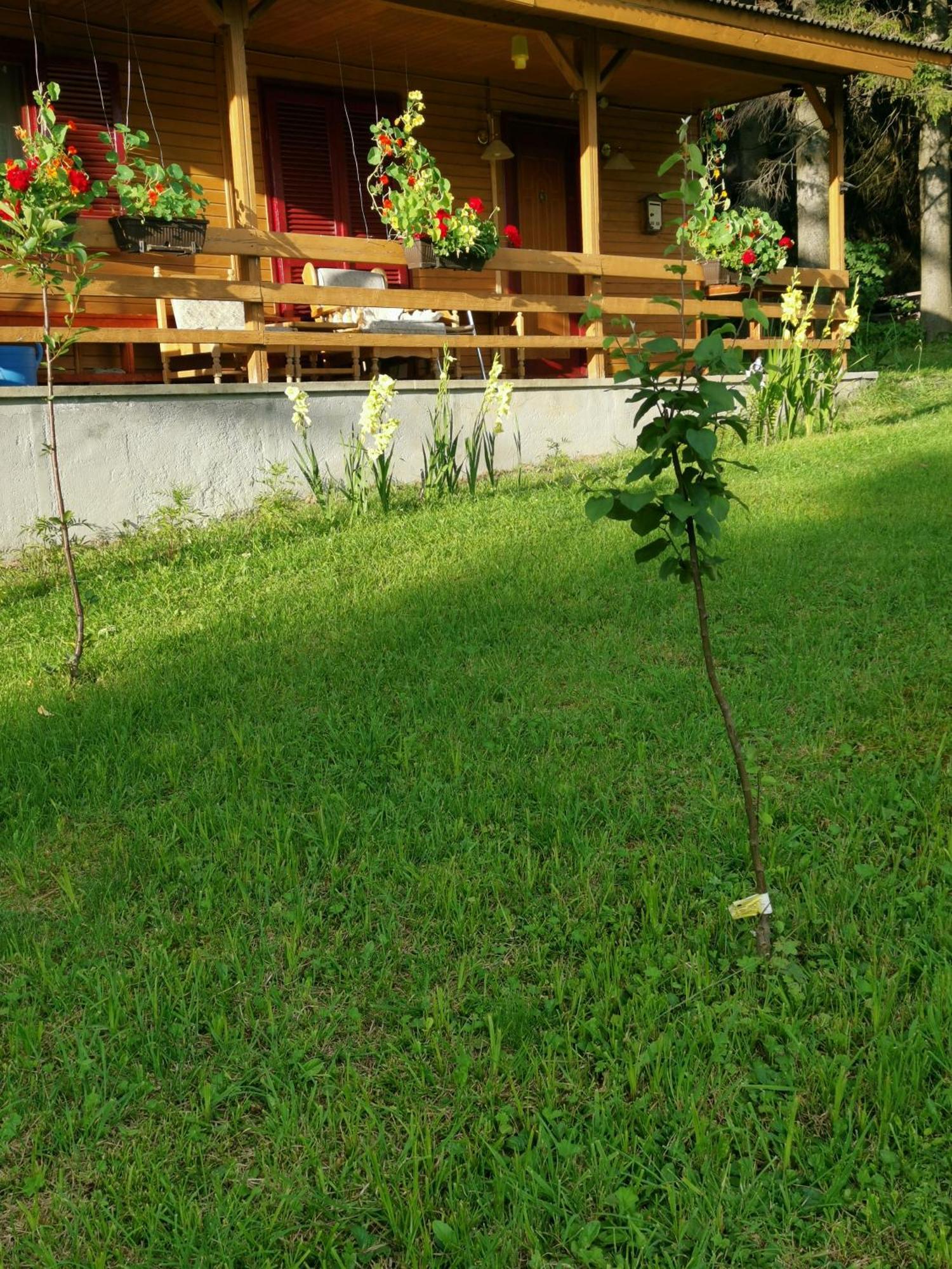 Cabana Fantanita Cu Brazi Poiana Brasov Exterior photo